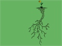 Root System